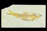 Bargain, Fossil Fish (Knightia) - Green River Formation #126498-1